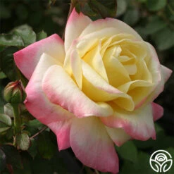 French Perfume™ 5 French Perfume™ -RoseLuxe Shop french perfume 1