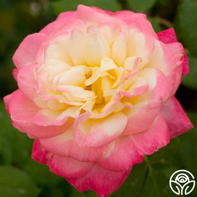 French Perfume™ 3 French Perfume™ - Image 3