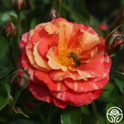 Frida Kahlo™ 18 Frida Kahlo™ -RoseLuxe Shop frida kahlo 2 1