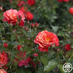 Frida Kahlo™ 19 Frida Kahlo™ -RoseLuxe Shop frida kahlo 3 1