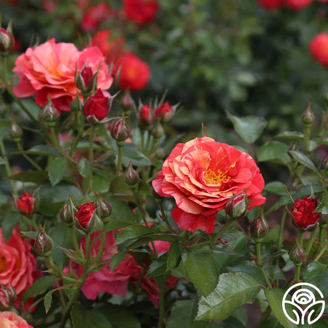 Frida Kahlo™ 7 Frida Kahlo™ - Image 7