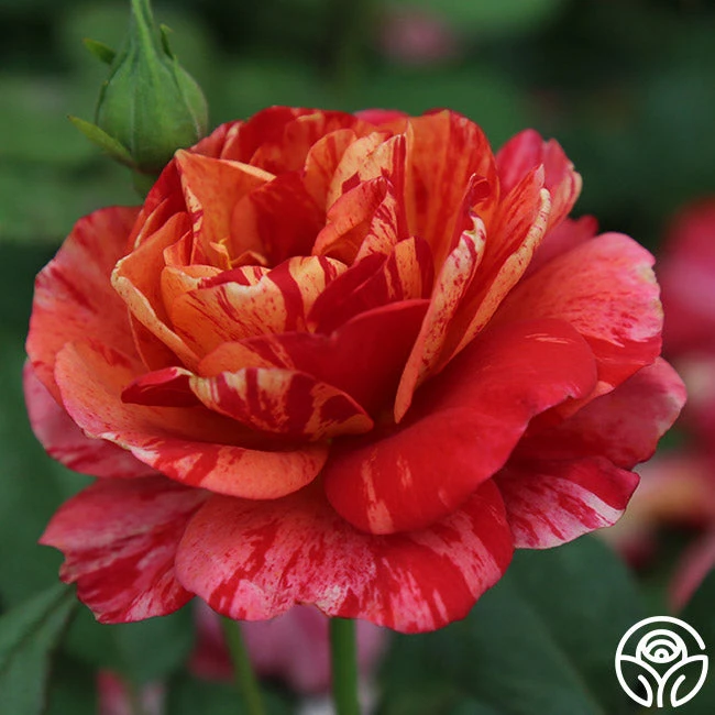 Frida Kahlo™ 1 Frida Kahlo™