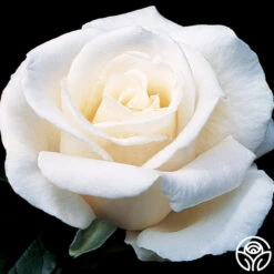 Full Sail 22 Full Sail -RoseLuxe Shop full sail 1 8