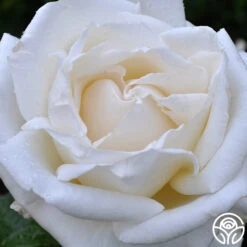 Full Sail 14 Full Sail -RoseLuxe Shop full sail 2 8