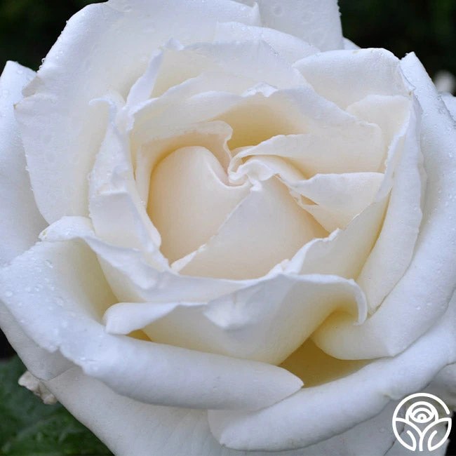 Full Sail 3 Full Sail - Image 3