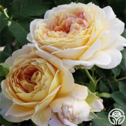 Fun In The Sun™ -RoseLuxe Shop fun in the sun