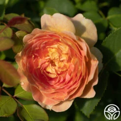 Fun In The Sun™ -RoseLuxe Shop funinthesun 1 1