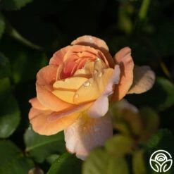 Front Page -RoseLuxe Shop funinthesun 2