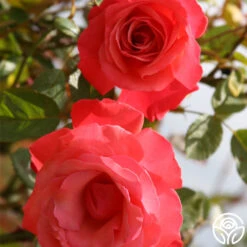 Galway Bay® -RoseLuxe Shop galway bay logo 03