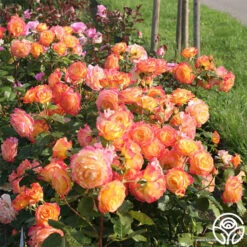 Garden Delight™ -RoseLuxe Shop garden delight 4 1