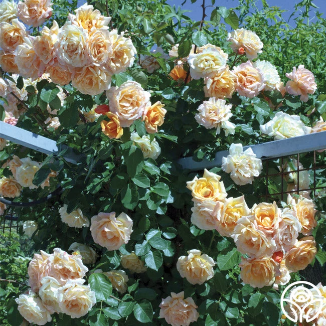 Garden Sun™ 1 Garden Sun™