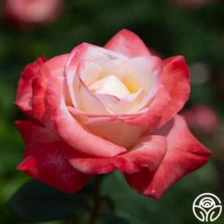 Gemini® 14 Gemini® -RoseLuxe Shop gemini 5 1