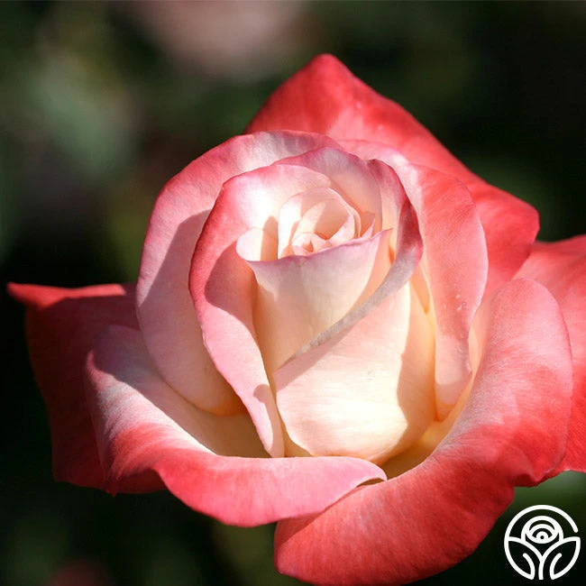 Gemini® 8 Gemini® - Image 8