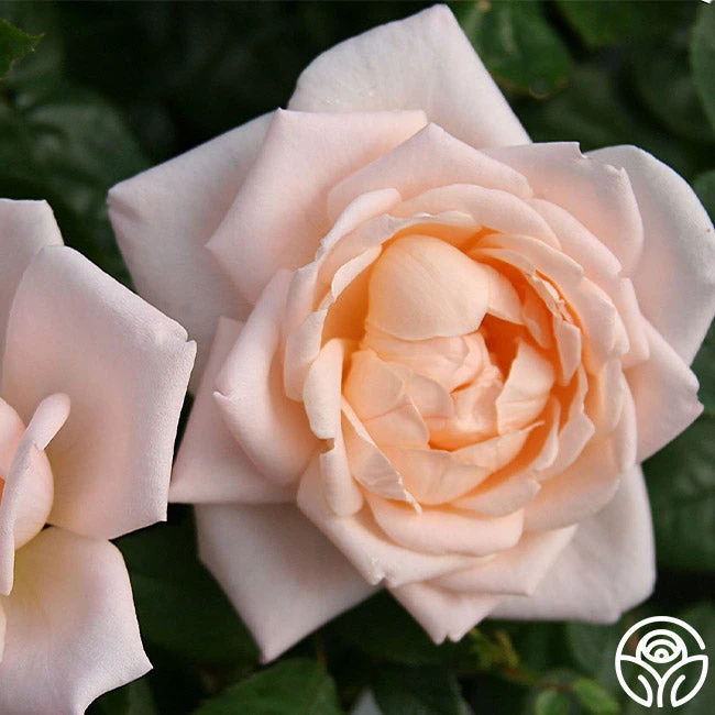 Generosity™ 4 Generosity™ - Image 4