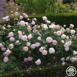 Gentle Hermione® 8 Gentle Hermione® -RoseLuxe Shop gentle hermione logo 02