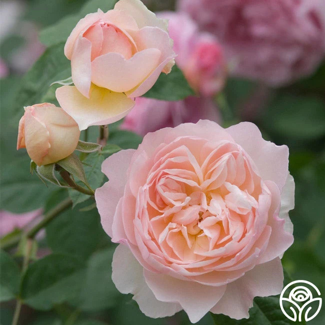 Gentle Hermione® 2 Gentle Hermione® - Image 2