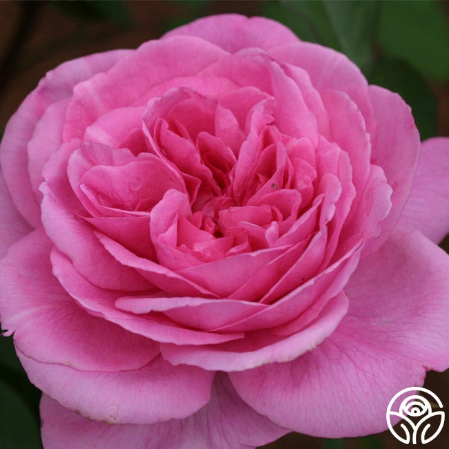 Gertrude Jekyll® 2 Gertrude Jekyll® - Image 2