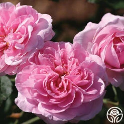 Gertrude Jekyll® 6 Gertrude Jekyll® -RoseLuxe Shop gertrude jekyll logo 02