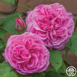 Gertrude Jekyll®