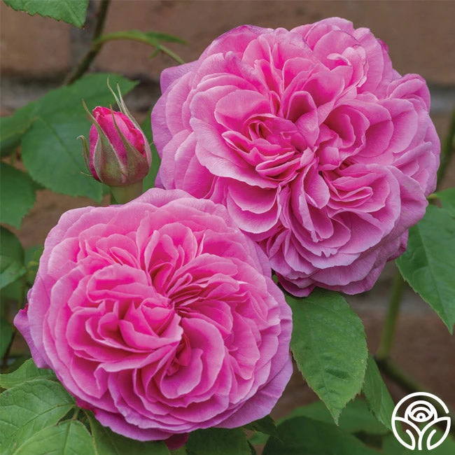 Gertrude Jekyll® 1 Gertrude Jekyll®