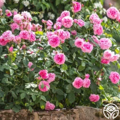 Gertrude Jekyll® 7 Gertrude Jekyll® -RoseLuxe Shop gertrude jekyll logo 04