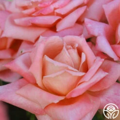 Gitte -RoseLuxe Shop gitte 5