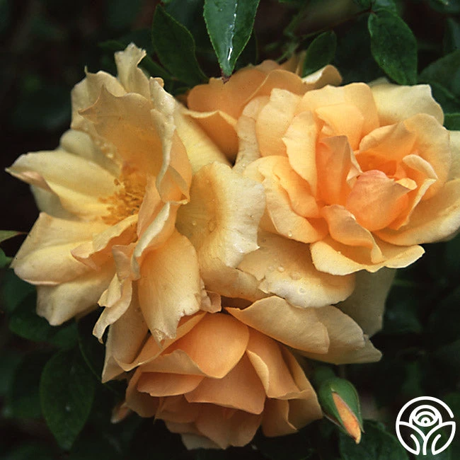 Gloire De Dijon 2 Gloire De Dijon - Image 2