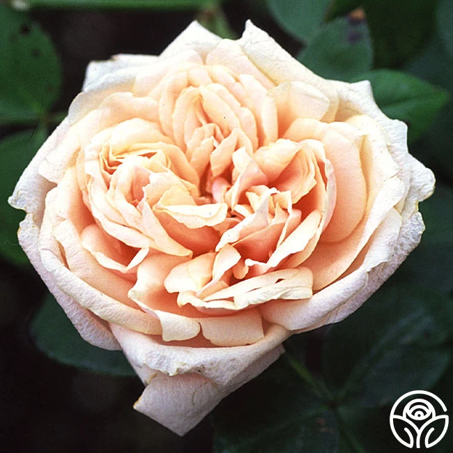 Gloire De Dijon 1 Gloire De Dijon