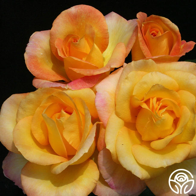 Gold Medal® 2 Gold Medal® - Image 2