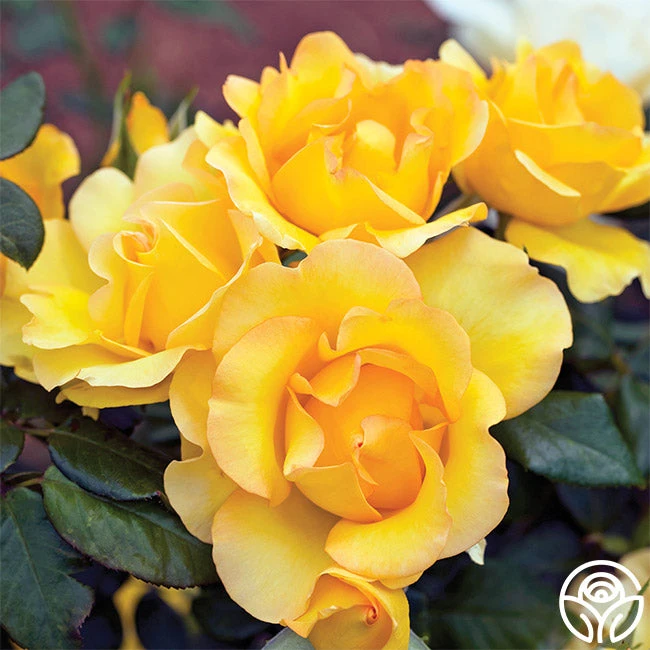 Gold Struck™ 2 Gold Struck™ - Image 2