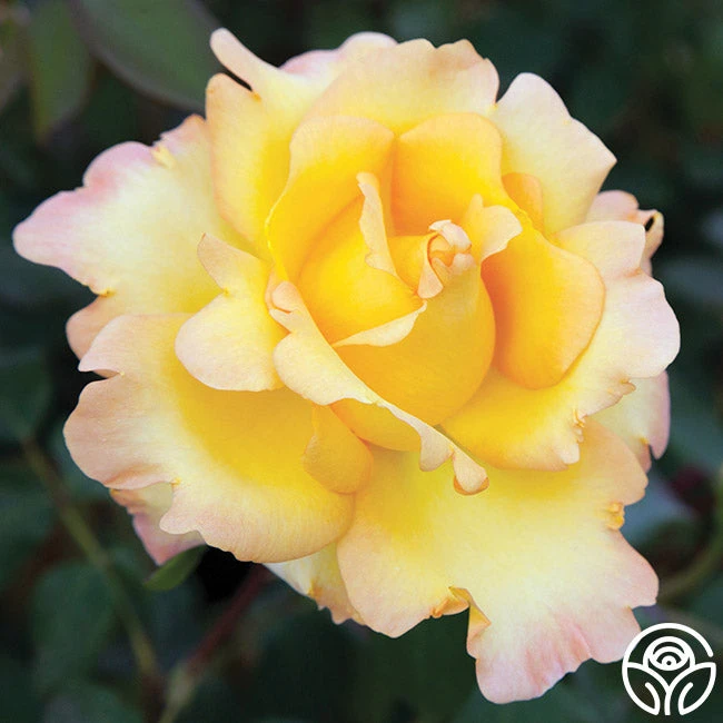 Gold Struck™ 1 Gold Struck™