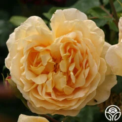 Golden Celebration® -RoseLuxe Shop golden celebration 7 1 1