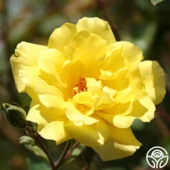 Best Seller -RoseLuxe Shop golden showers logo 01