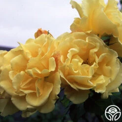 Golden Showers® 5 Golden Showers® -RoseLuxe Shop golden showers logo 03