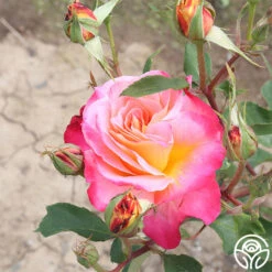 Granada 8 Granada -RoseLuxe Shop granada 3 7