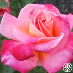 Granada 7 Granada -RoseLuxe Shop granada 5 7