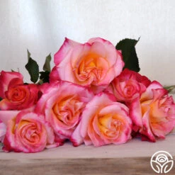 Best Seller -RoseLuxe Shop granada 7 8