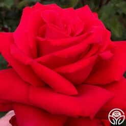 Eleganza® Grande Amore -RoseLuxe Shop grande amore 11