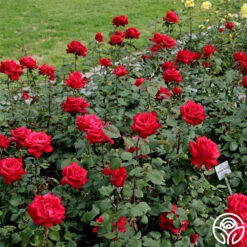 Eleganza® Grande Amore -RoseLuxe Shop grande amore 1 2