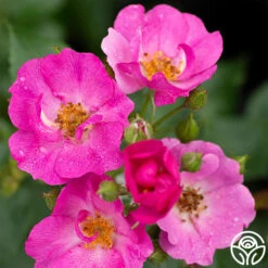 Grape Jelly™ -RoseLuxe Shop grape jelly 2 1