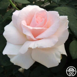 Great Century -RoseLuxe Shop great century 4 8