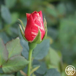 Grimaldi ® -RoseLuxe Shop grimaldi 5 2