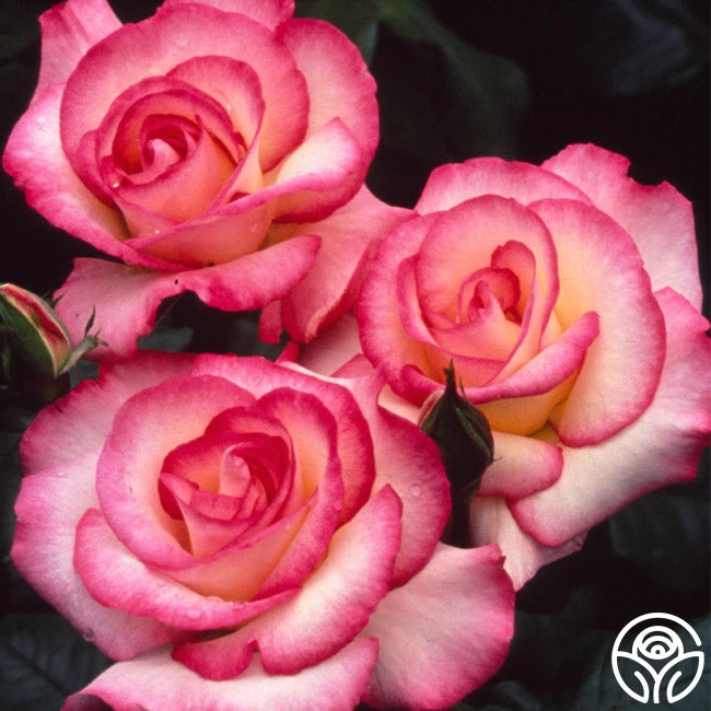 Handel 2 Handel - Image 2