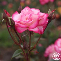 Handel 8 Handel -RoseLuxe Shop handel logo 04