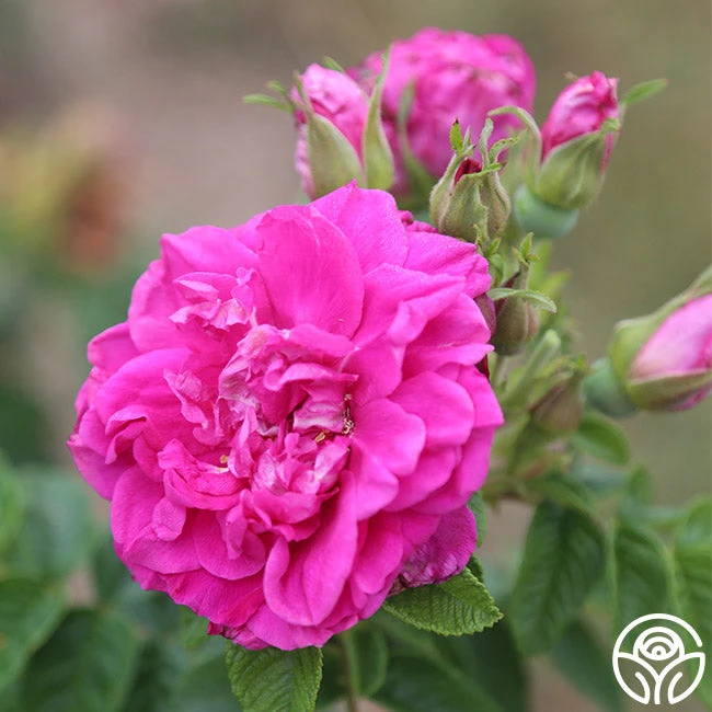 Hansa 4 Hansa - Image 4