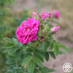 Hansa 11 Hansa -RoseLuxe Shop hansa 13