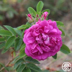 Hansa 12 Hansa -RoseLuxe Shop hansa 14