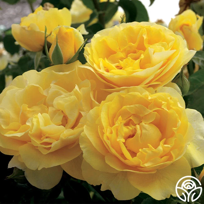 Happy Go Lucky™ 2 Happy Go Lucky™ - Image 2