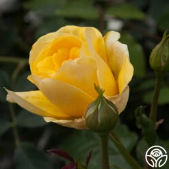 Happy Go Lucky™ 7 Happy Go Lucky™ -RoseLuxe Shop happy go lucky 5 1