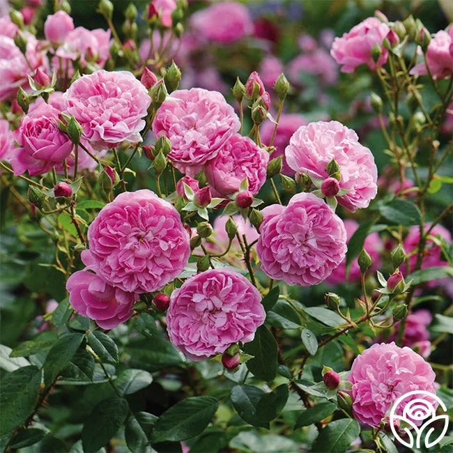 Front Page -RoseLuxe Shop harlow carr 1